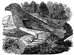 The Crossbill